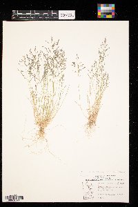 Eragrostis pectinacea image