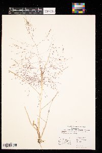 Eragrostis spectabilis image