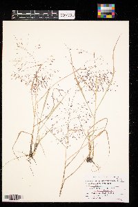 Eragrostis spectabilis image