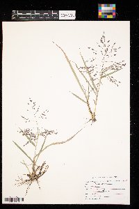 Eragrostis spectabilis image