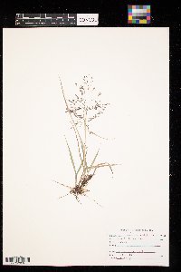 Eragrostis spectabilis image