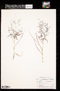 Eragrostis spectabilis image