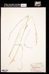 Glyceria striata image