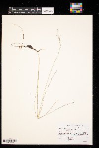 Glyceria striata image