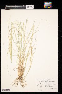 Hesperostipa spartea image