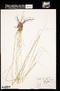 Hesperostipa spartea image