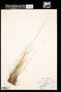 Hesperostipa spartea image