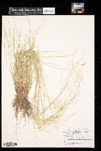 Hesperostipa spartea image