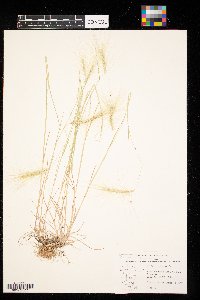 Hordeum jubatum image