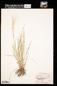 Hordeum jubatum image