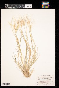 Hordeum jubatum image