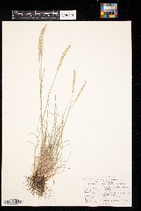 Koeleria macrantha image