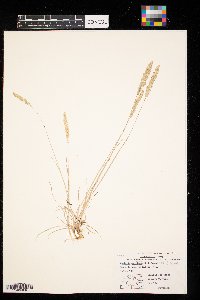 Koeleria macrantha image