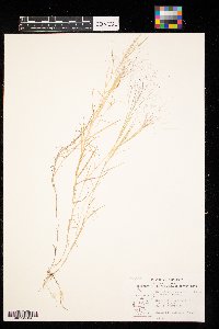 Muhlenbergia asperifolia image