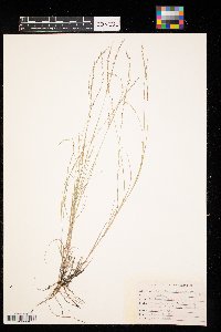 Muhlenbergia cuspidata image