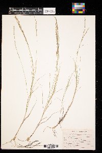 Muhlenbergia cuspidata image