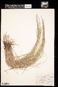 Muhlenbergia cuspidata image