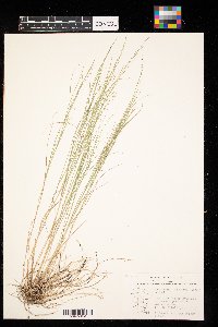 Muhlenbergia cuspidata image