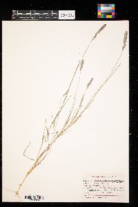 Muhlenbergia racemosa image