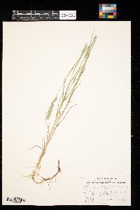 Muhlenbergia racemosa image