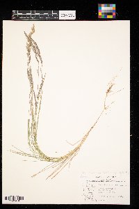 Muhlenbergia racemosa image