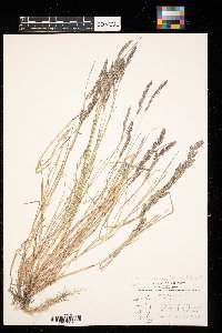 Muhlenbergia racemosa image