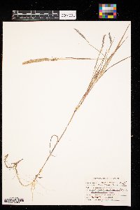 Muhlenbergia racemosa image