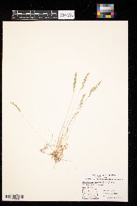 Muhlenbergia racemosa image