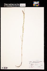 Muhlenbergia racemosa image