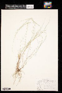 Muhlenbergia richardsonis image