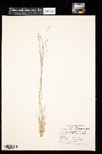 Muhlenbergia richardsonis image