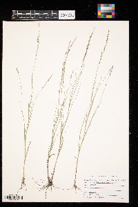 Muhlenbergia richardsonis image