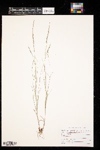 Muhlenbergia richardsonis image