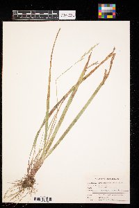 Oryzopsis asperifolia image