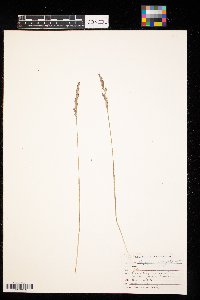 Oryzopsis asperifolia image