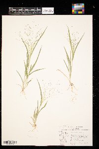 Panicum capillare image