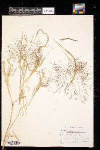 Panicum capillare image