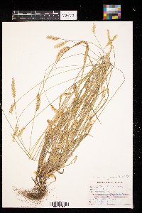 Setaria pumila image