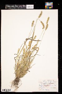 Setaria pumila image