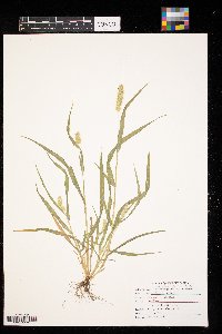 Setaria pumila image