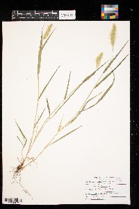 Setaria pumila image