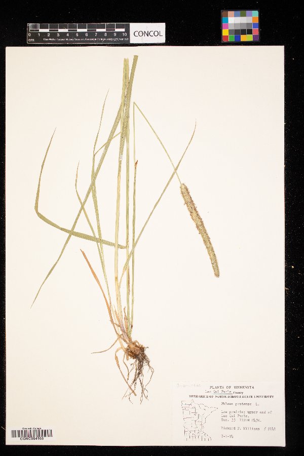 Phleum image