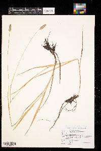 Phleum pratense image