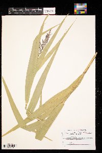 Phragmites australis image