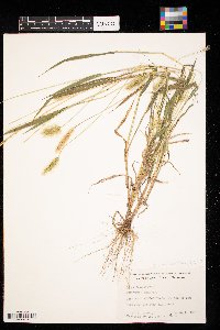 Setaria pumila image