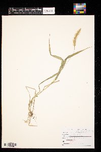 Setaria pumila image