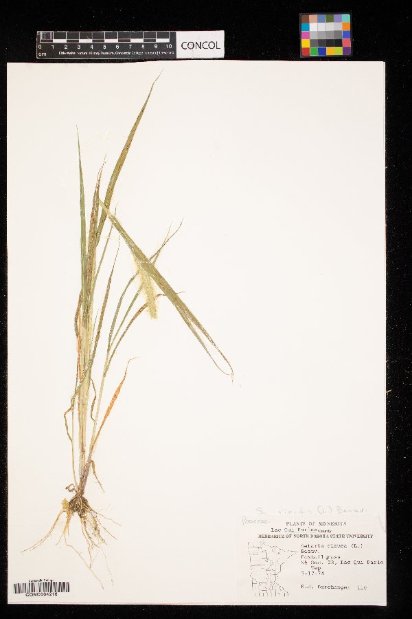 Setaria viridis image