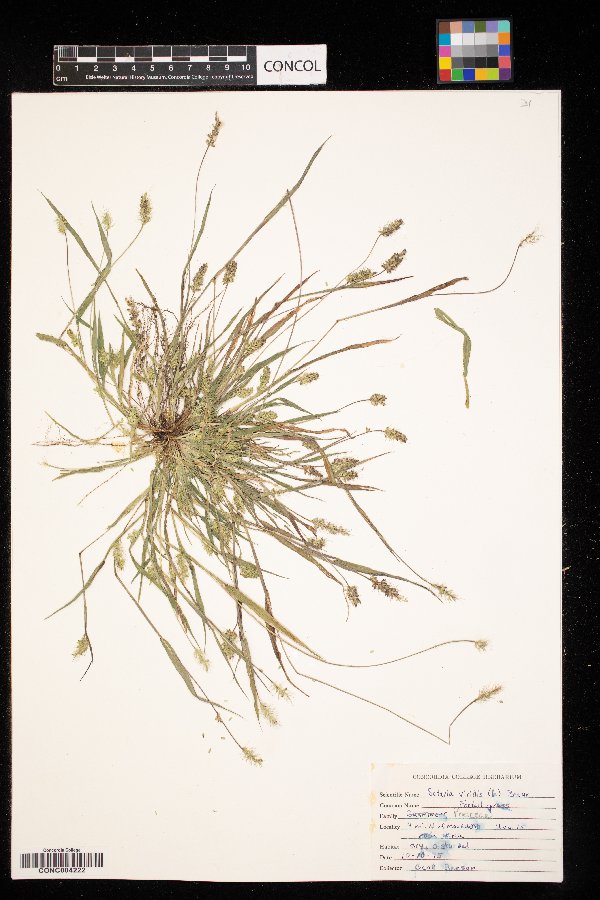 Setaria viridis image