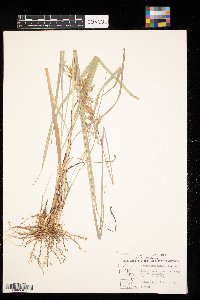 Sorghastrum nutans image