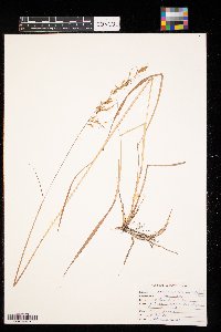 Sorghastrum nutans image